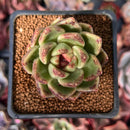 Echeveria 'Waterloo' 2" Succulent Plant