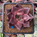 Echeveria Agavoides 'Red Ebony' 2"Succulent Plant