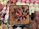 Echeveria 'Monocerotis' Variegated 2" Succulent Plant