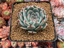 Echeveria 'Chihuahuaensis' 3"-4" Succulent Plant