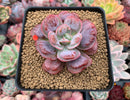 Echeveria 'Hearts Delight' 2"-3" Succulent Plant