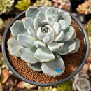 Echeveria 'Snow Bunny' 4"-5" Large Powdery Succulent Plant