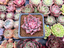 Echeveria 'Red Dragon' 1" New Hybrid Succulent Plant