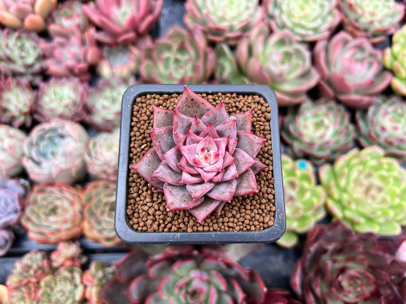 succulent dragon plant Echeveria 'Red Dragon' 1" New Hybrid Succulent Plant – True Succulents Plant Co