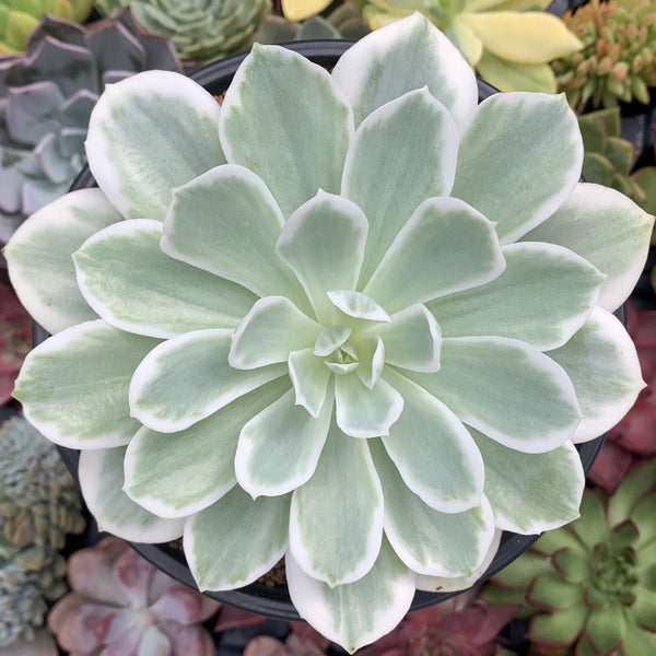widrim succulent Echeveria 'Lemon Lime' Variegated Large 6" Succulent Plant – True Succulents Plant Co