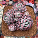 Echeveria 'Mulan' 5" Large Cluster Succulent Plant