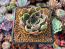 Echeveria 'Kisses' 2" New Hybrid Succulent Plant
