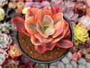 Echeveria 'Suyon' Variegated 4" Succulent Plant