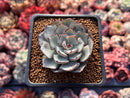 Echeveria 'Strictiflora' 2" Succulent Plant