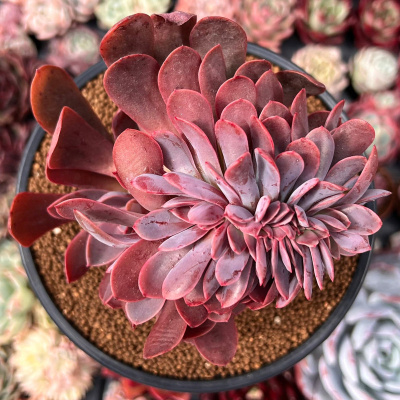 non succulent plants Echeveria 'Hanaikada' Non-Variegated Crested 4