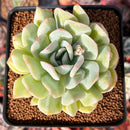 Echeveria 'Yusuke' 3" Succulent Plant