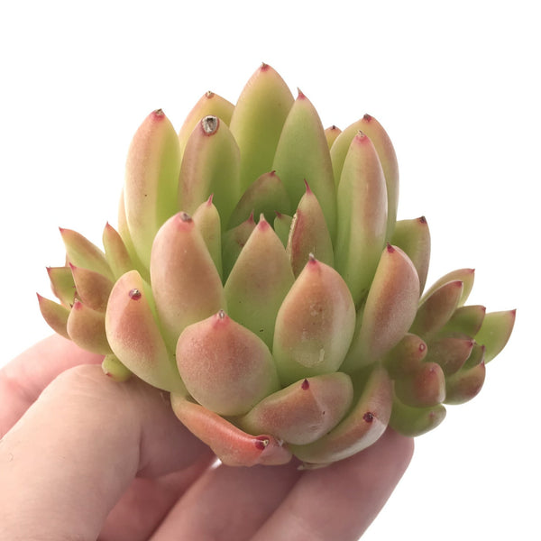 Echeveria Agavoides 'Pink Maria' Hybrid 4" Succulent Plant