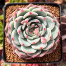 Echeveria 'Chihuahuaensis' 2"-3" Cluster Succulent Plant