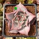 Echeveria 'Madiba' 1"-2" Succulent Plant