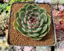 Echeveria Agavoides 'Black Queen' Round-Leaf 3" Succulent Plant