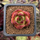Echeveria Agavoides 'Lip stick' 1" Succulent Plant