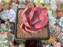 Echeveria 'Golden State' Variegated 2" Succulent Plant