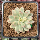 Echeveria 'Mebina' Variegated 2" Succulent Plant
