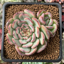 Echeveria 'Marcel' 1”-2" Succulent Plant