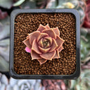 Echeveria 'Mysterious Rose' 1" Succulent Plant