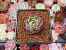 Echeveria 'Presca'' 1" Succulent Plant