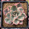 Echeveria 'Pink Harin' Variegated 3" Succulent Plant