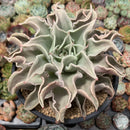 Echeveria 'Madiba' 6" Large Succulent Plant