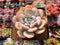 Echeveria 'Cream Tea' 3" Succulent Plant