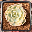 Echeveria 'Compton Carousel' Variegated 1"-2" Succulent Plant
