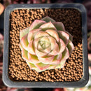 Echeveria 'Malgan' 1" Succulent Plant
