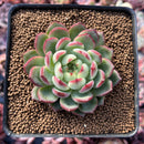 Echeveria 'Ikoiris' 2" Succulent Plant