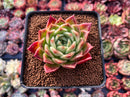 Echeveria Agavoides 'Elizabeth' 2"-3" Succulent Plant