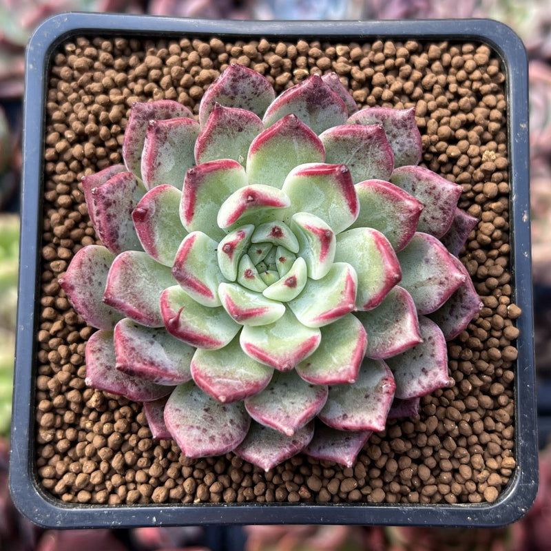 Echeveria 'Sarahime' Hybrid 2