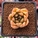 Echeveria Agavoides sp. 1" Succulent Plant