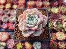 Echeveria 'Pink Spot' 2" Succulent Plant