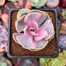 Echeveria 'Rainbow' 2" Succulent Plant