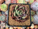 Echeveria Agavoides sp. Mutated/Variegated 3" Succulent Plant