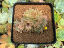 Echeveria 'Lucinda' Crested 2"-3" Succulent Plant