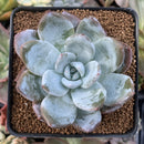 Echeveria 'Ivory' Selected Clone 2" Succulent Plant