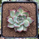 Echeveria 'Ratam' 2" Succulent Plant