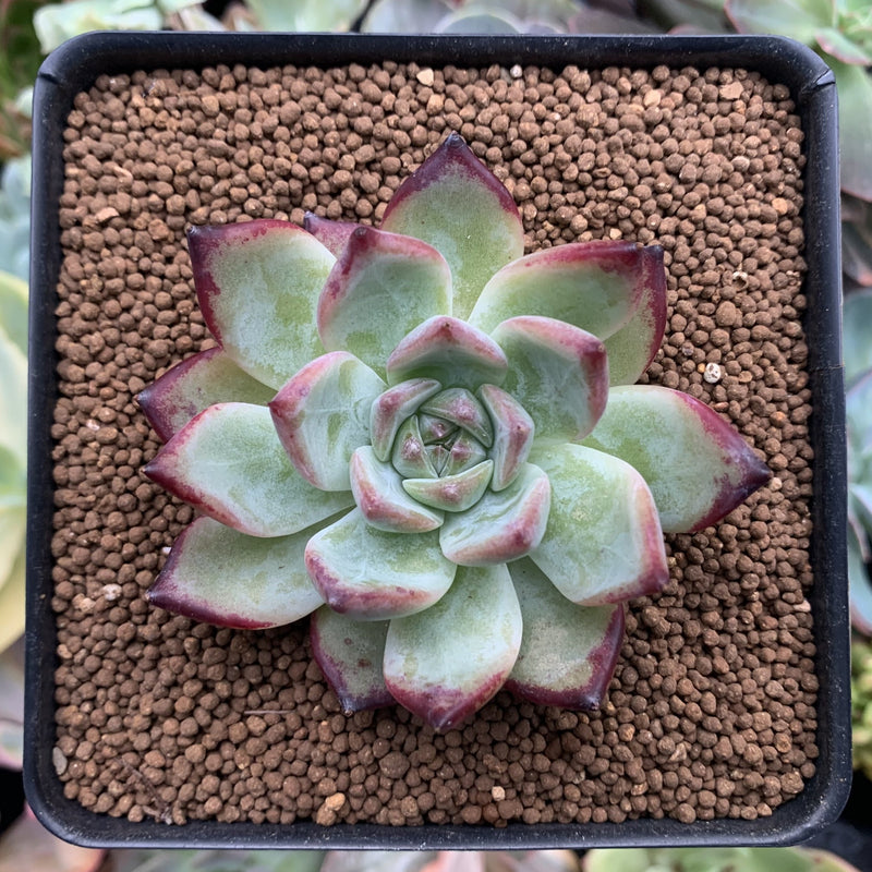 Echeveria 'Ratam' 2