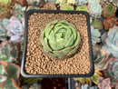 Echeveria 'Lime & Chili' 2" Succulent Plant