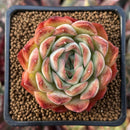 Echeveria 'Sinapol' 2" Succulent Plant