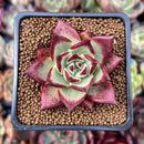 Echeveria Agavoides 'Hongbyul' 1"-2" New Hybrid Succulent Plant
