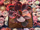Echeveria 'Primadonna' Variegated 2" Succulent Plant