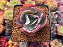 Echeveria 'Flying Cloud' Variegated 2" Succulent Plant