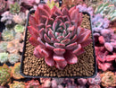 Echeveria 'Cortes' 4" Succulent Plant