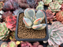 Cotyledon 'Orbiculata' Variegated Cutting 2" Succulent Plant