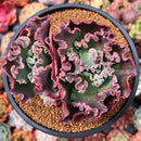 Echeveria 'Speed Bump' 4" Succulent Plant