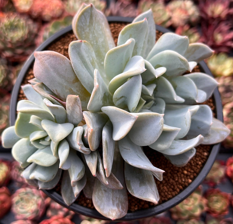 Echeveria 'Exotic' 4